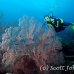 seafan_res_h_0705_png0016.jpg